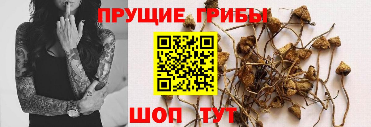 Донецк  Псилоцибиновые грибы GOLDEN TEACHER  Галлюциногенные грибы ЛСД  Вход с VPN 